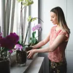 houseplants flowering indoor sun window Czech home