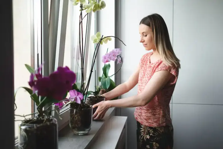 houseplants flowering indoor sun window Czech home