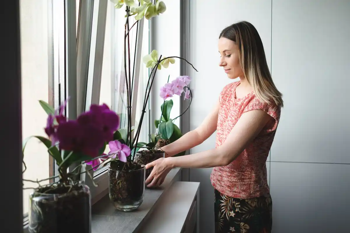 houseplants flowering indoor sun window Czech home