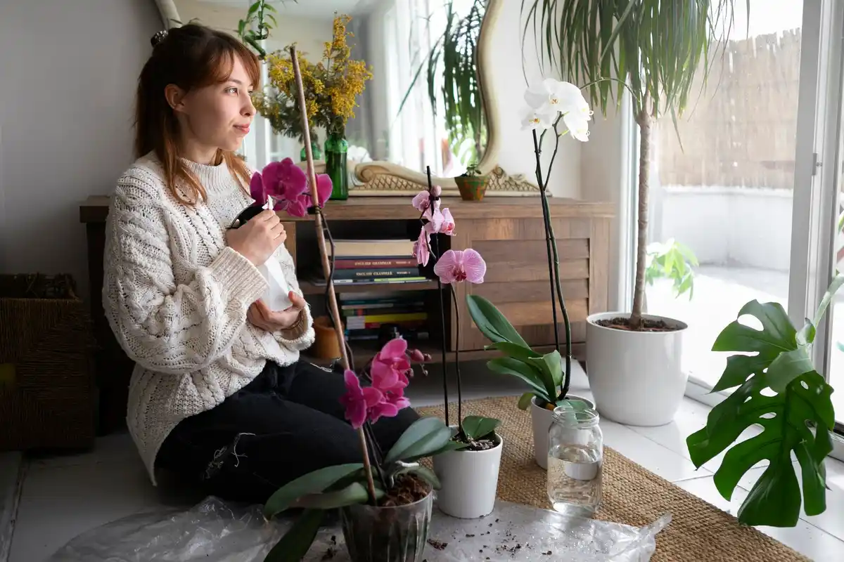 sunny indoor window houseplants Czech home