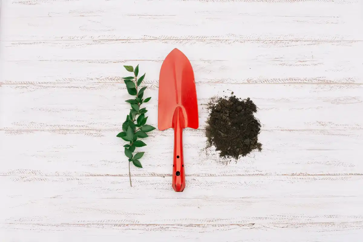 overwatering houseplants dry soil illustration