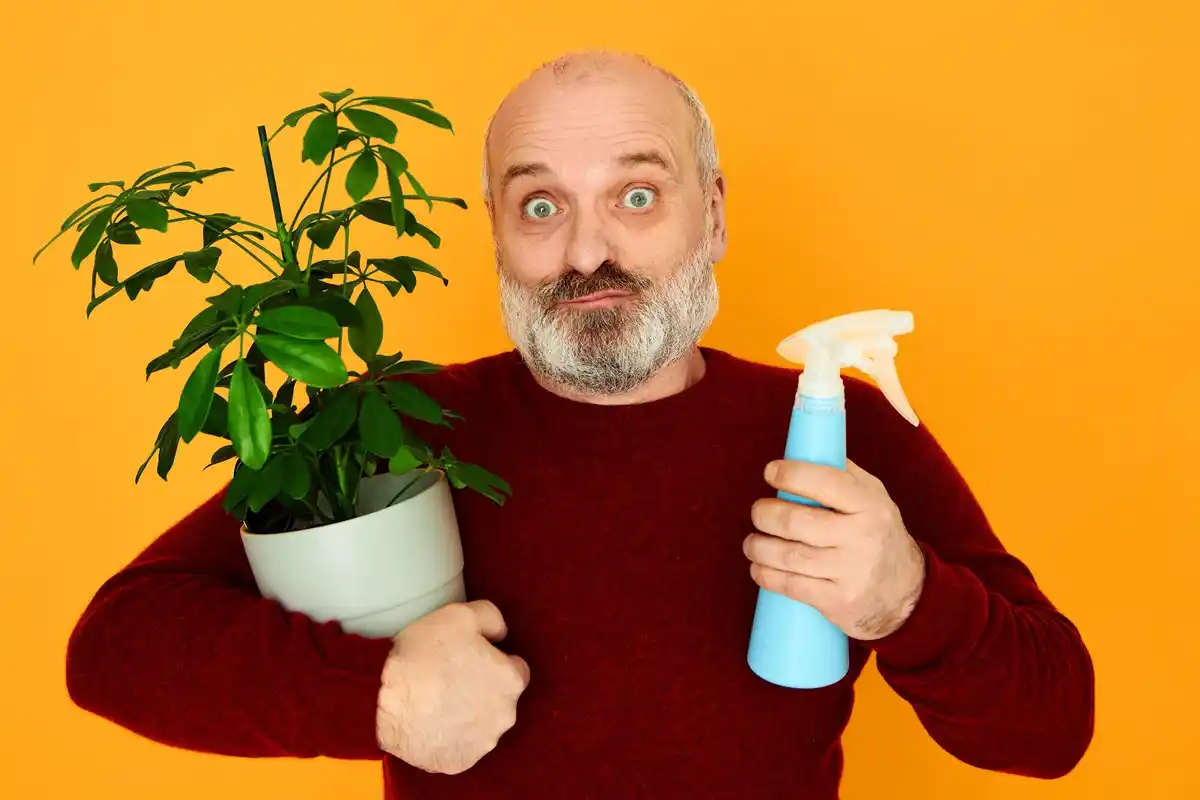 wilting houseplant overdose fertilizer