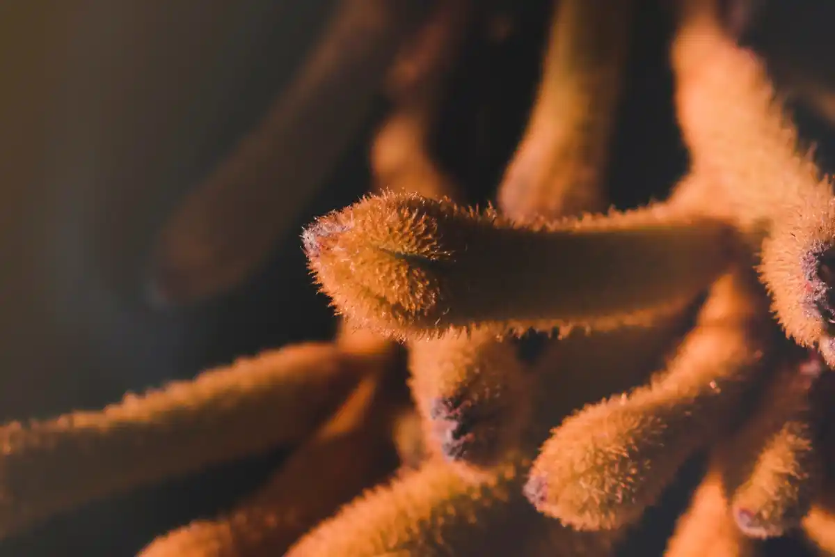 fertilizer burn leaves close up indoor plant