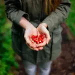 coffee grounds garden fertilizer Czech