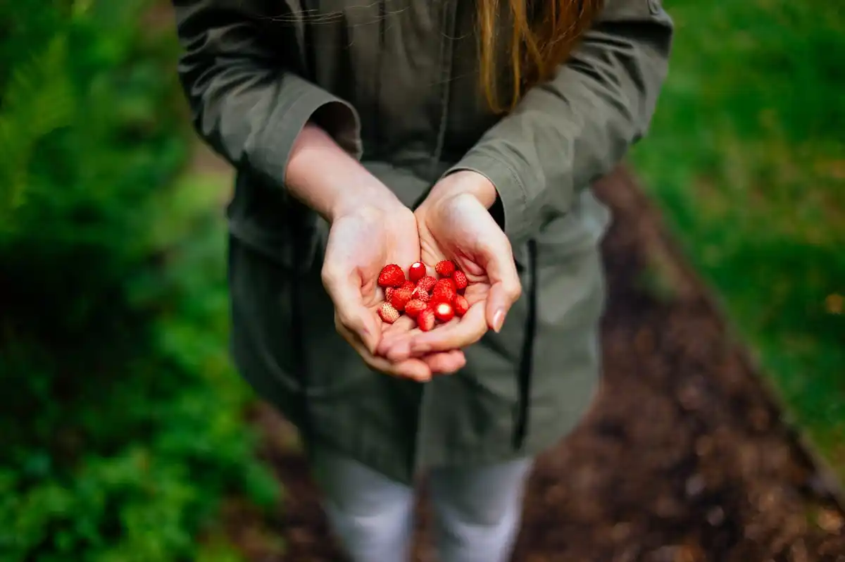 coffee grounds garden fertilizer Czech