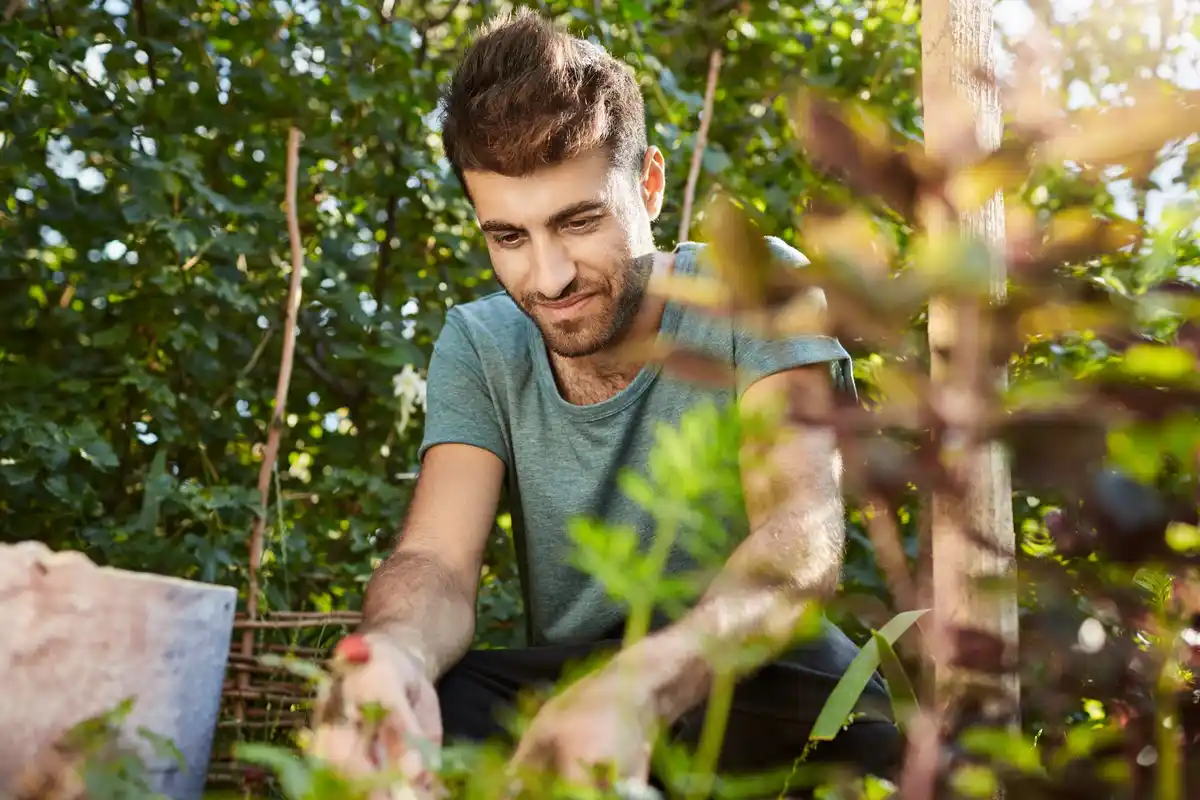 using coffee grounds as natural fertilizer in Czech garden