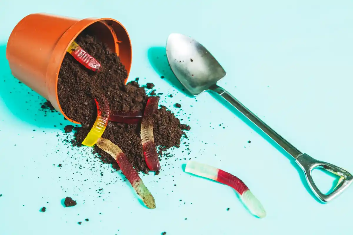 coffee waste garden upcycling backyard