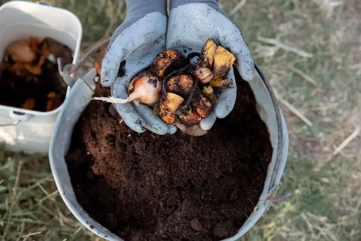 coffee grounds in garden against slugs