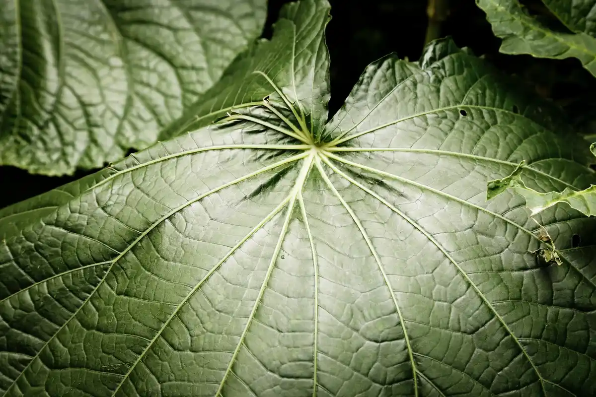 cucumber plants disease leaves garden Czech Republic