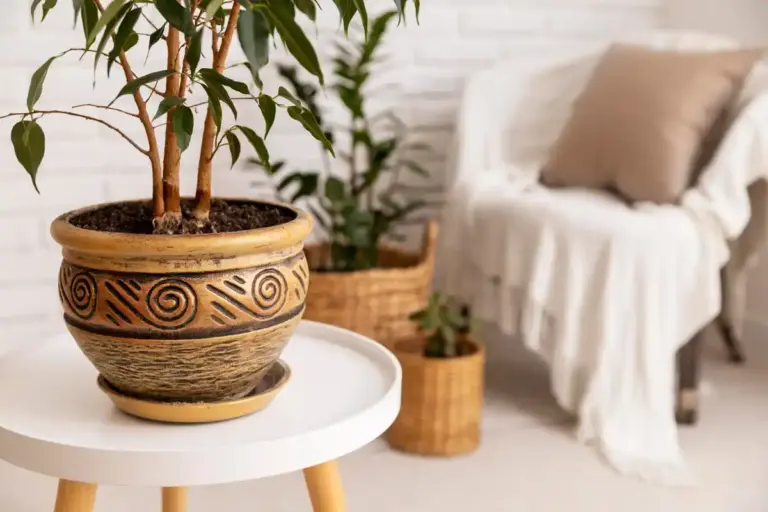 houseplants arrangement feng shui modern czech living room