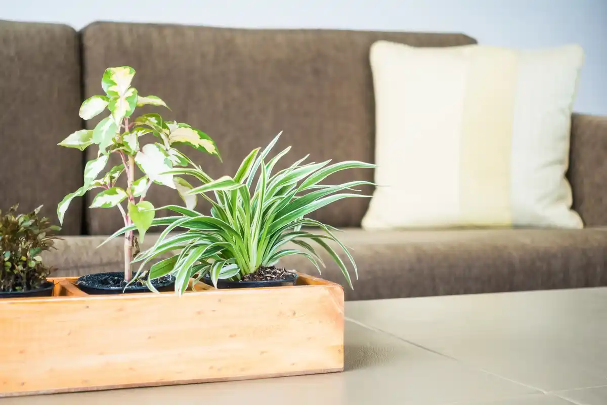 feng shui living room indoor plants arrangement