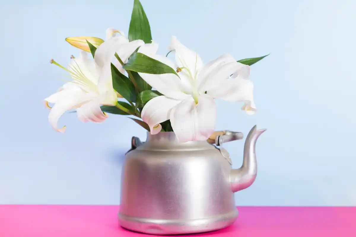 spathiphyllum indoor air purifier