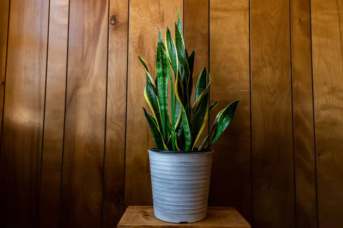 spathiphyllum plant in czech home