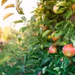 pear and apple trees growing side by side Czech garden