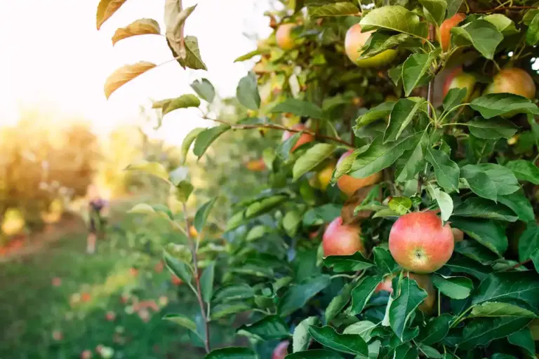 pear and apple trees growing side by side Czech garden