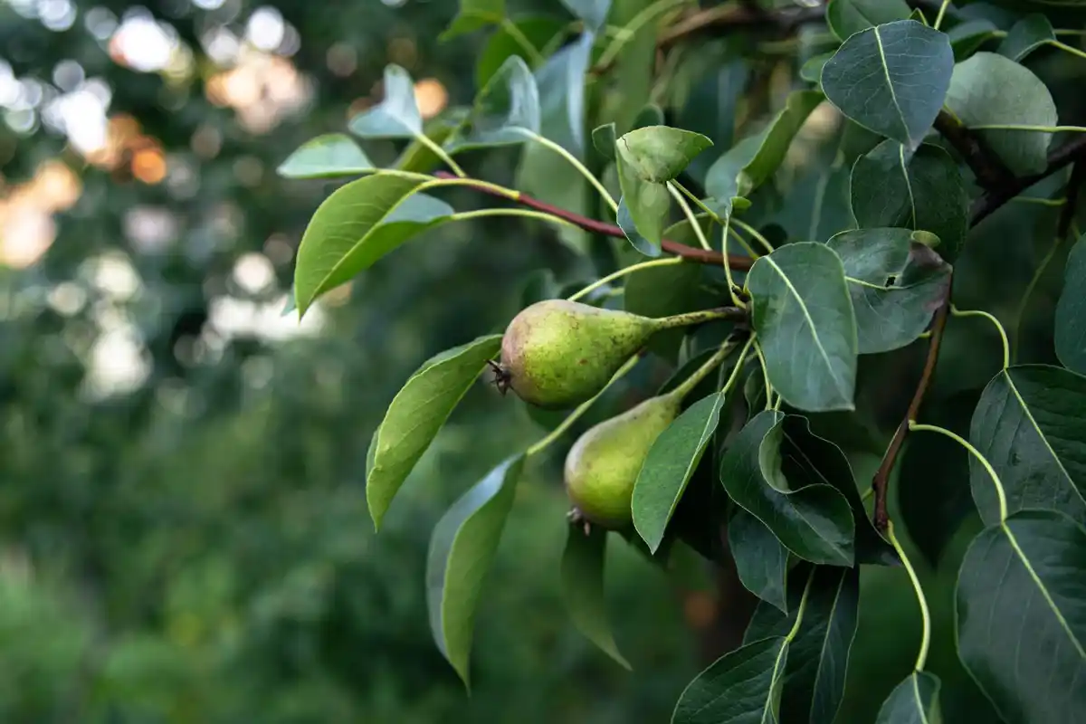pear and apple tree planted side by side in Czech countryside garden