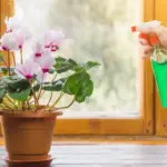 natural root-based pest spray garden