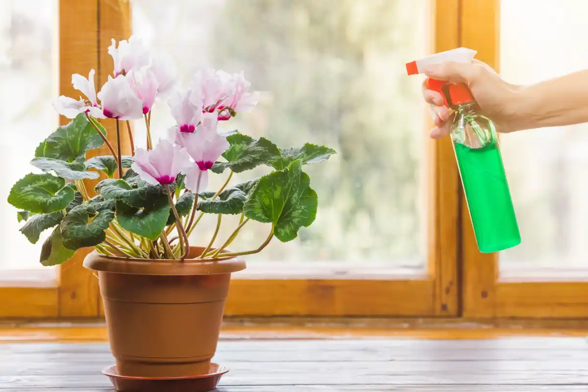 natural root-based pest spray garden