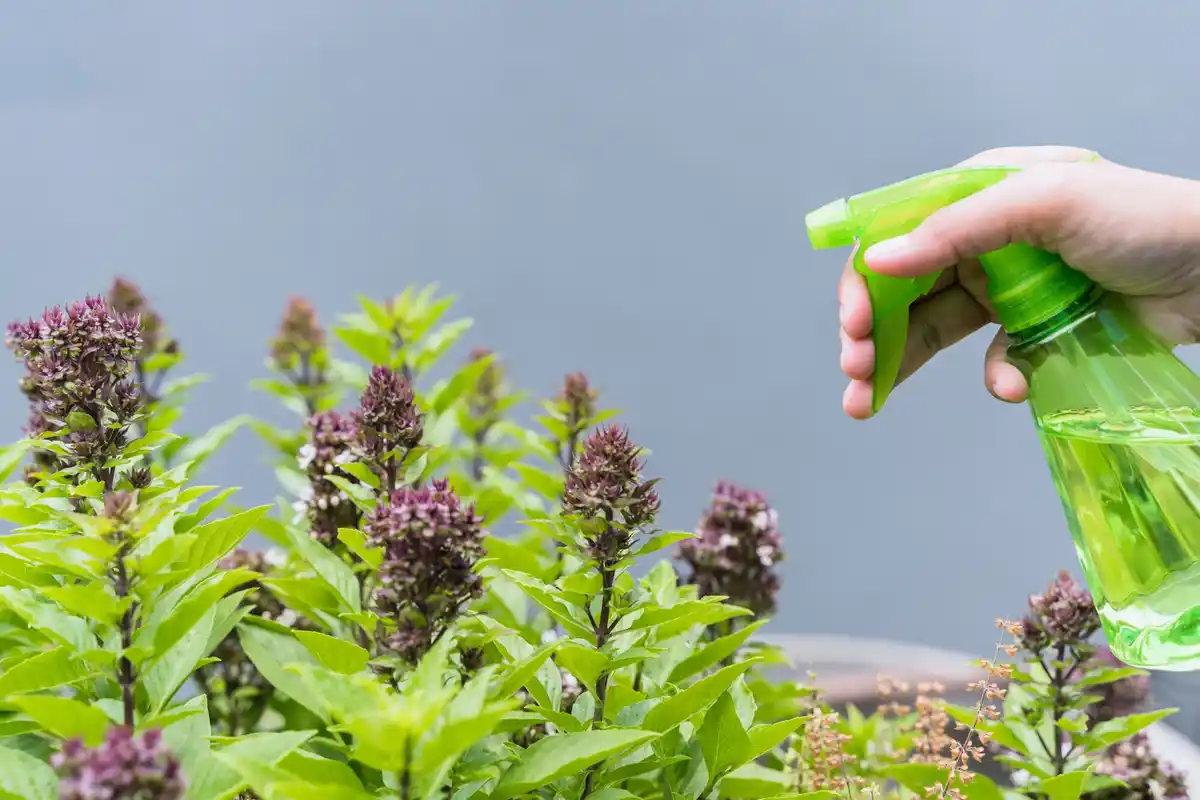 homemade root spray in garden natural remedy