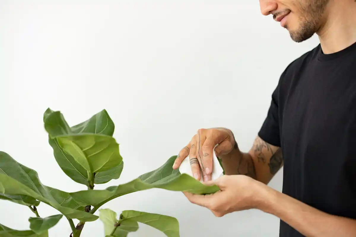 hands spraying homemade root-based pesticide on tomatoes