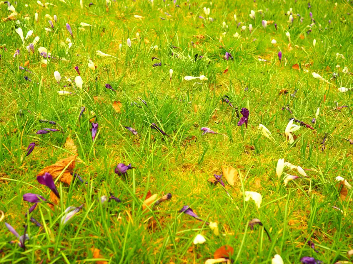 lush czech garden mulch with flowers