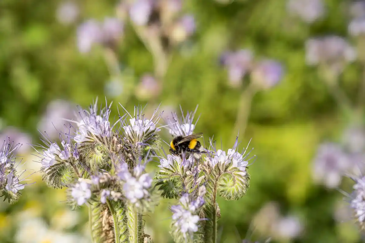 wildflower meadow czech senior garden bees