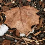 salt on garden slugs Czech garden closeup