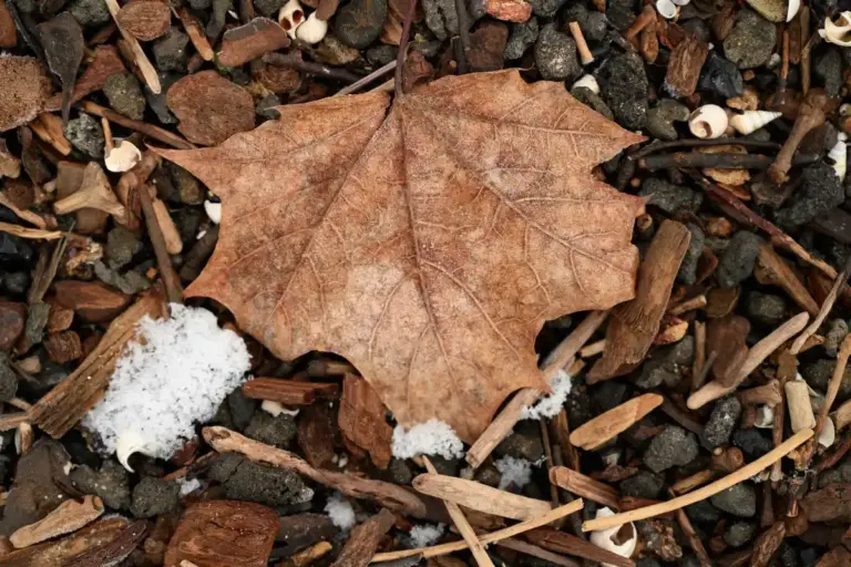 salt on garden slugs Czech garden closeup