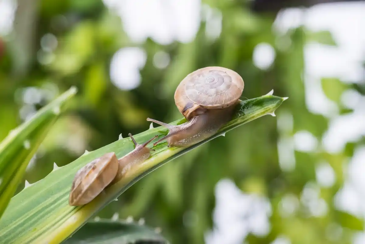 Czech garden after rain pest control slugs