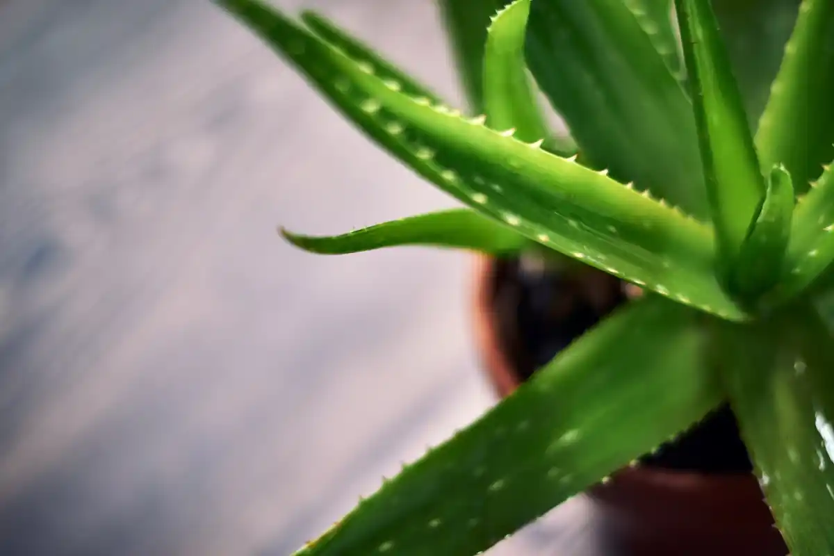 aloe vera plant on windowsill czech home senior