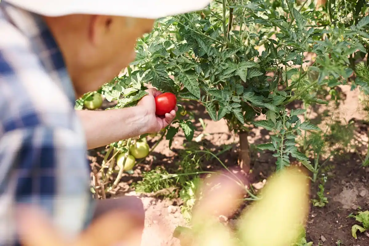 czech suburban gardener with small pepper harvest garden soil