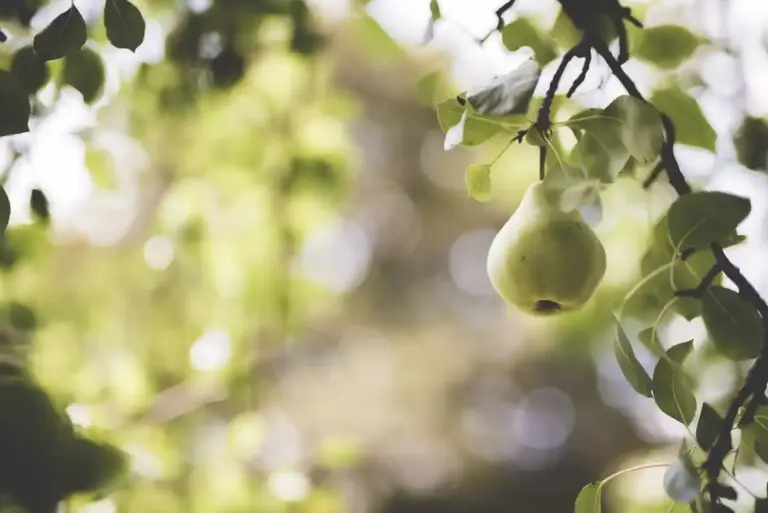 fruit tree without pesticides orchard natural garden Czech