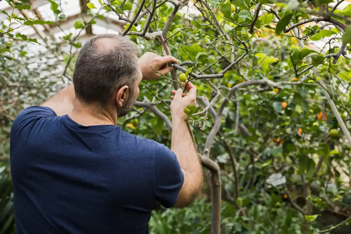 fruit trees not sprayed with chemicals