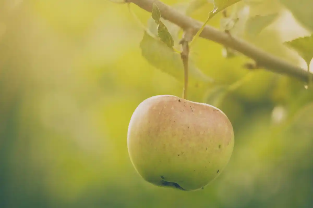 close up of apples with natural blemishes on tree