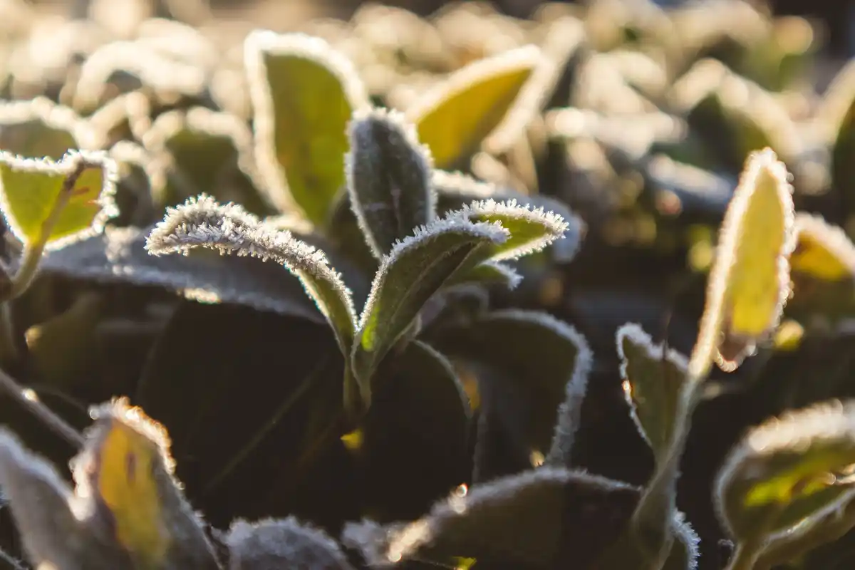 overheated greenhouse inside wilted plants