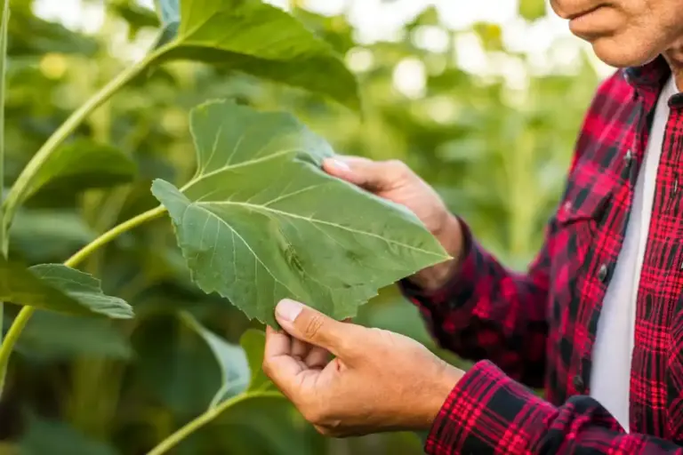 old cabbage leaves garden natural pest repellent