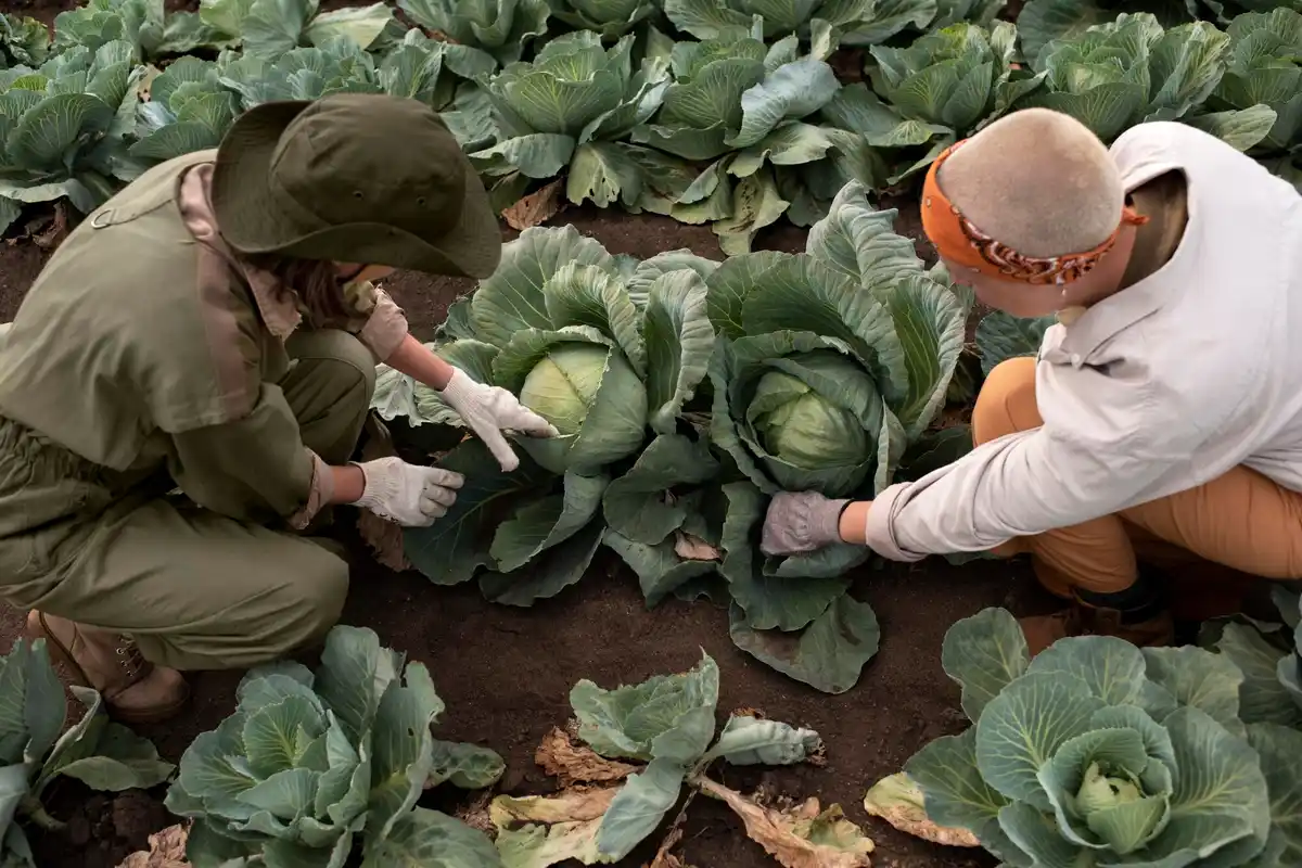 using old cabbage leaves in garden pest control