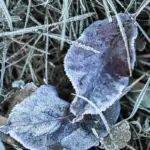 winterizing fruit trees Czech garden snow protection