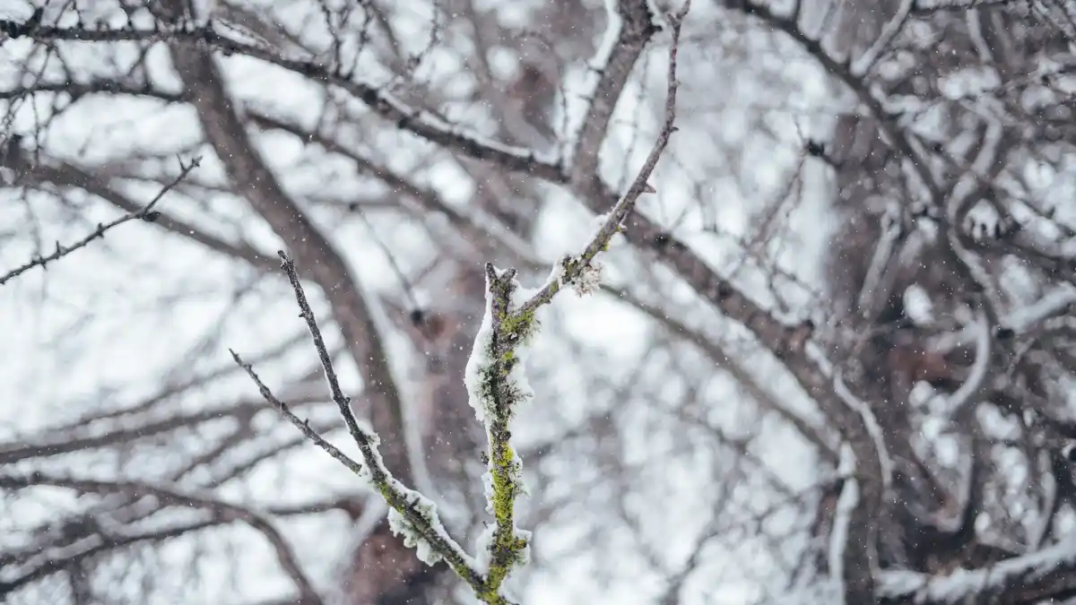 whitewashed fruit tree trunks Czech orchard snow