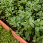 basil tomato companion planting Czech garden
