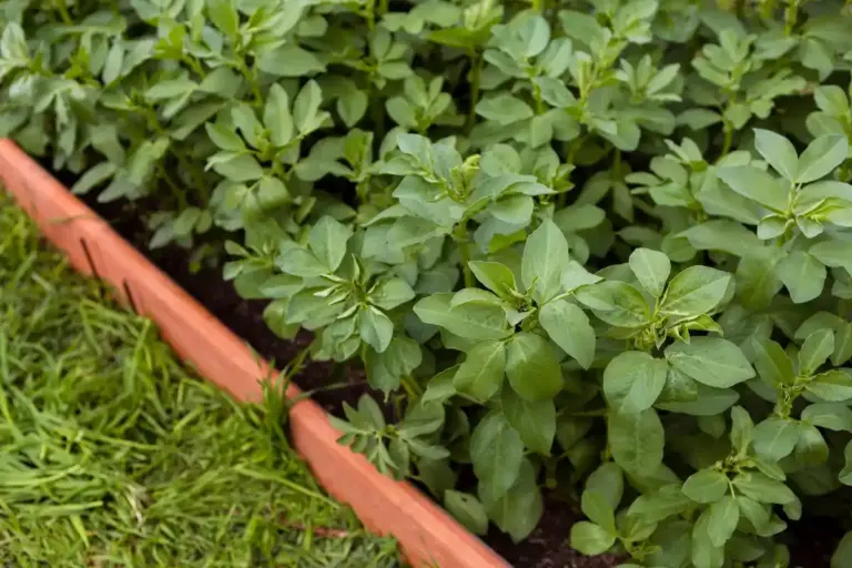 basil tomato companion planting Czech garden