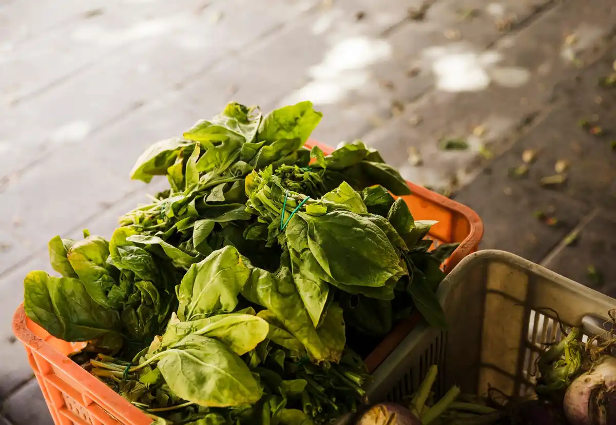 basil and tomato plants together in Czech garden