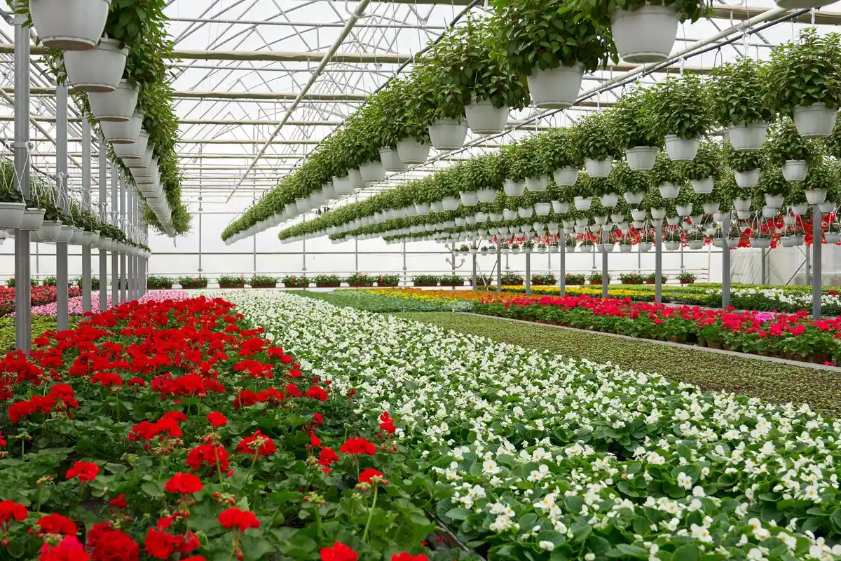 agrotextile greenhouse interior Czech garden