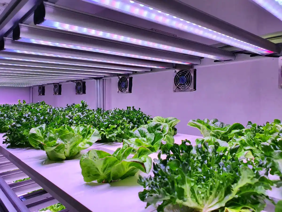 smart greenhouse technology tomatoes Czech garden