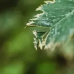 dying tomato plant nutrient deficiency close up garden czech