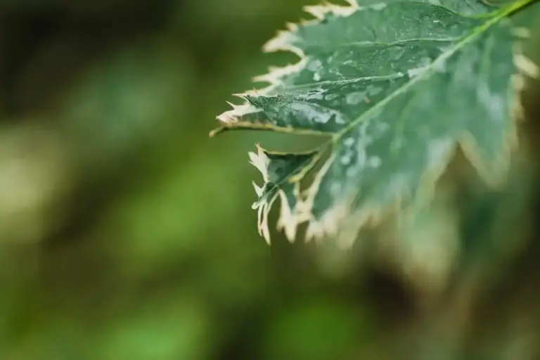 dying tomato plant nutrient deficiency close up garden czech