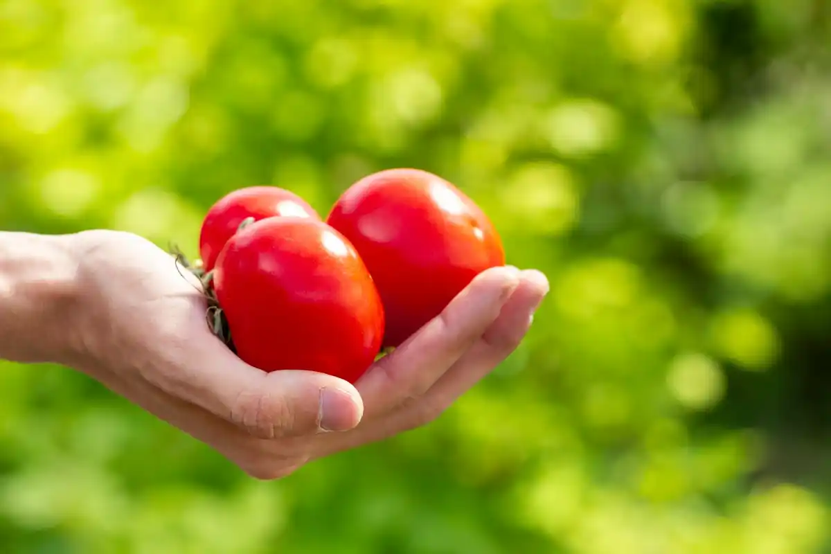 organic tomato fertilizing garden hands czech countryside