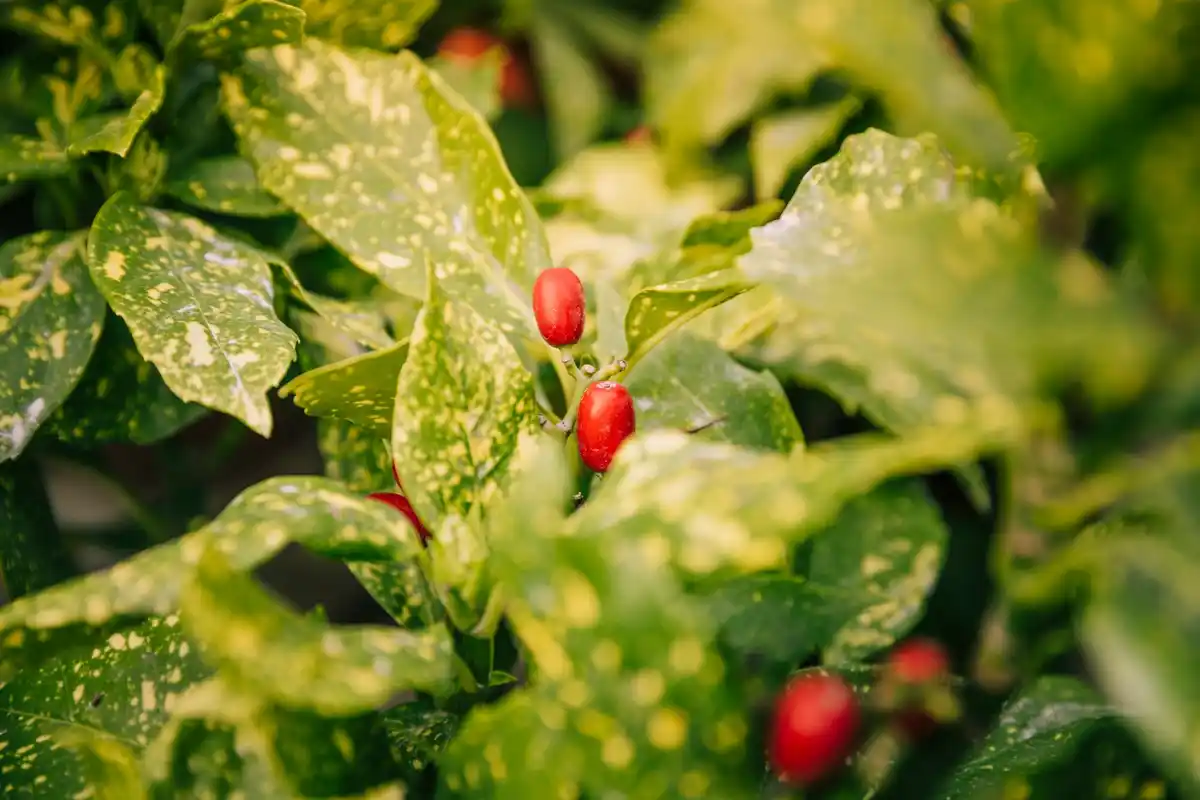 coffee grounds fertilizer tomato garden