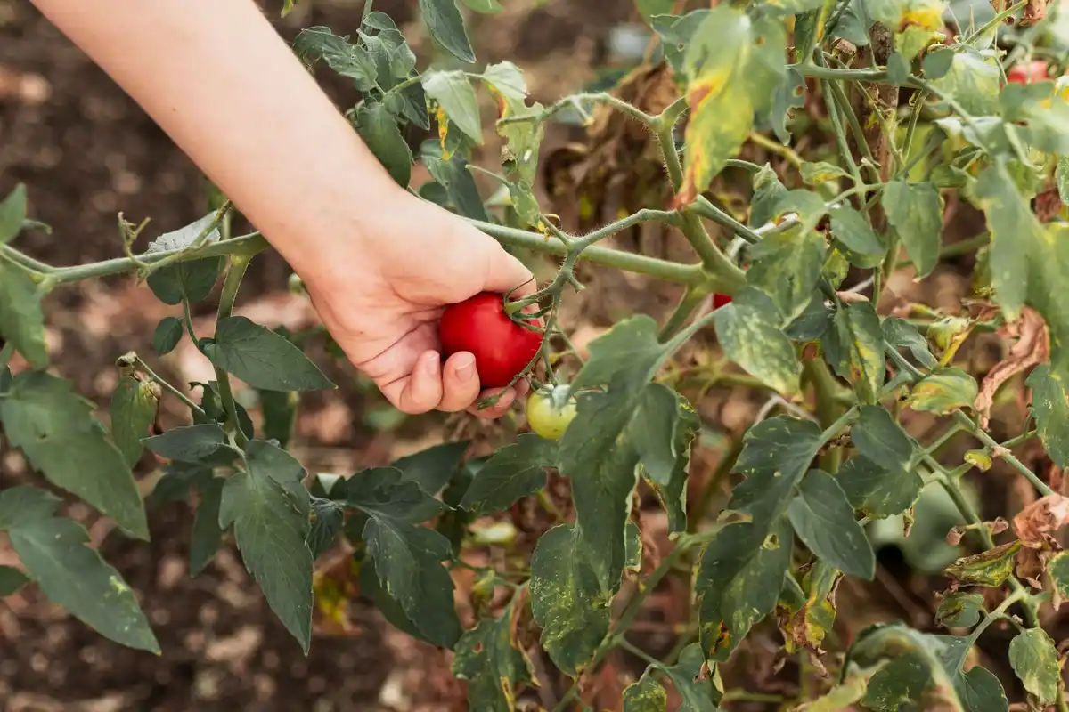 tomato plant close up with coffee grounds mulch