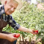 senior gardener czech lush vegetable garden organic